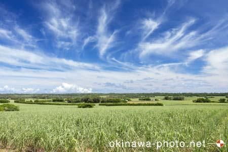 サトウキビ畑