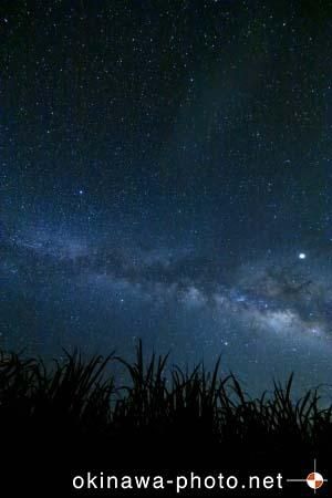 サトウキビのある風景