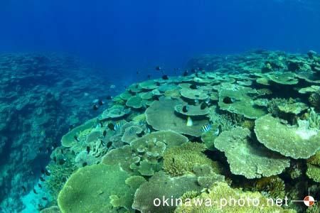 伊是名島の海（水中）