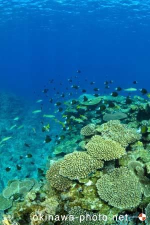 サンゴのある風景
