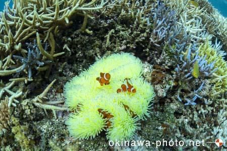 カクレクマノミ