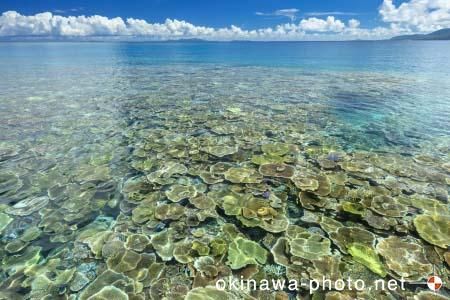 西表島の海