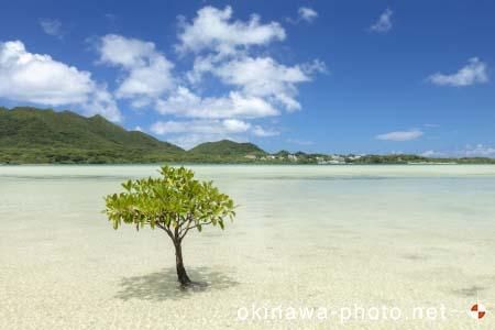 マングローブのある風景
