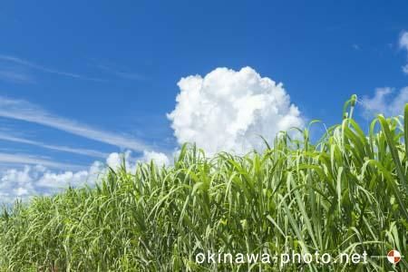 サトウキビ畑