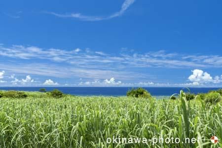 サトウキビ畑