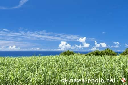 サトウキビ畑