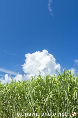 サトウキビ畑