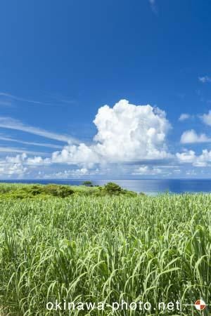 サトウキビ畑のある風景