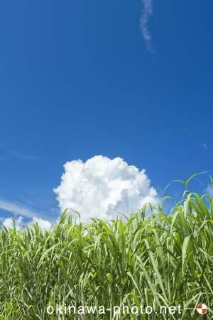 サトウキビ畑
