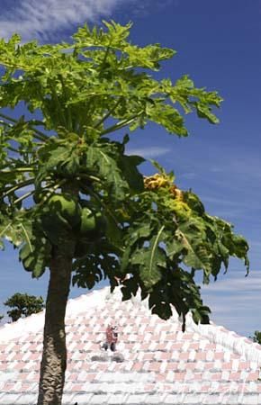 シーサーとパパイヤ