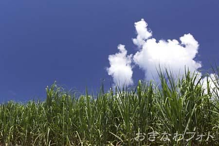 サトウキビ畑