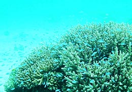 サンゴ