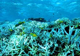 サンゴと熱帯魚(八重干瀬)