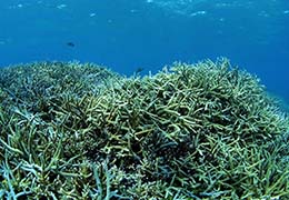 サンゴと熱帯魚