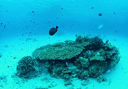 サンゴと熱帯魚
