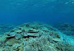 サンゴと熱帯魚