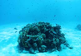 サンゴと熱帯魚