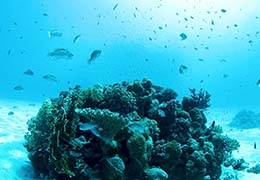 サンゴと熱帯魚