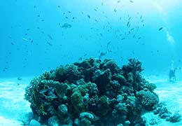 サンゴと熱帯魚