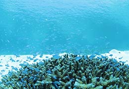 サンゴと熱帯魚