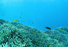 サンゴと熱帯魚