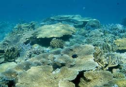 サンゴと熱帯魚