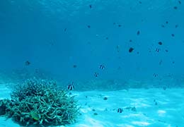 サンゴと熱帯魚