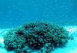 サンゴと熱帯魚