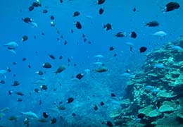 サンゴと熱帯魚