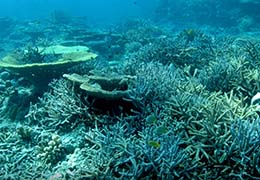 サンゴと熱帯魚