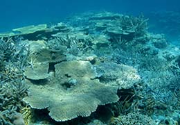 サンゴと熱帯魚