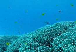 サンゴと熱帯魚