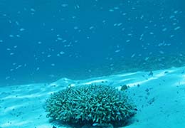 サンゴと熱帯魚