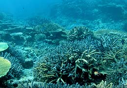 サンゴと熱帯魚