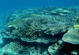 サンゴと熱帯魚