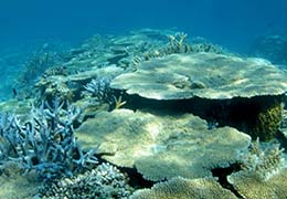 サンゴと熱帯魚