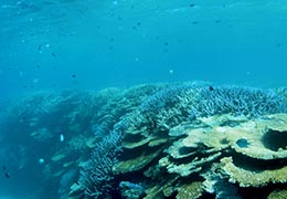 サンゴと熱帯魚