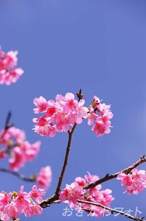 寒緋桜