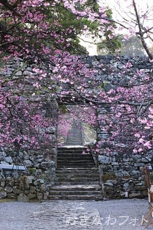 寒緋桜