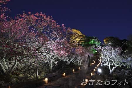 今帰仁グスク桜まつり