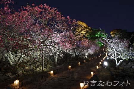 今帰仁グスク桜まつり