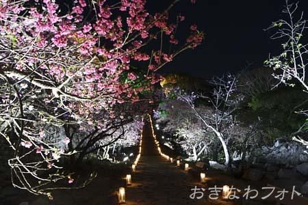 今帰仁グスク桜まつり