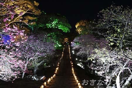 今帰仁グスク桜まつり