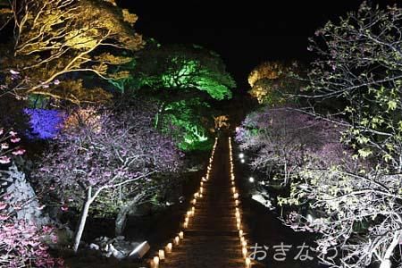 今帰仁グスク桜まつり