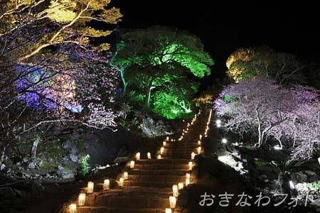 今帰仁グスク桜まつり