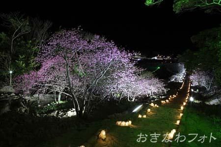 今帰仁グスク桜まつり