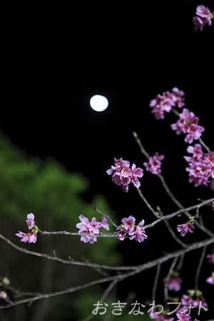 今帰仁グスク桜まつり