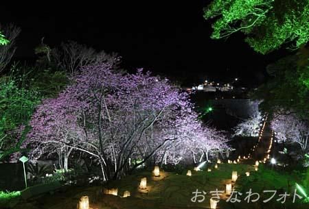 今帰仁グスク桜まつり