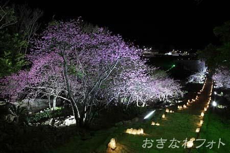 今帰仁グスク桜まつり