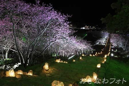 今帰仁グスク桜まつり